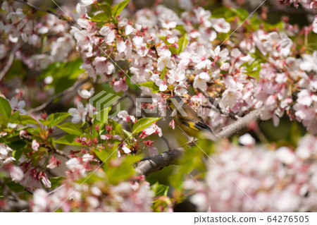 Cherry blossoms 64276505