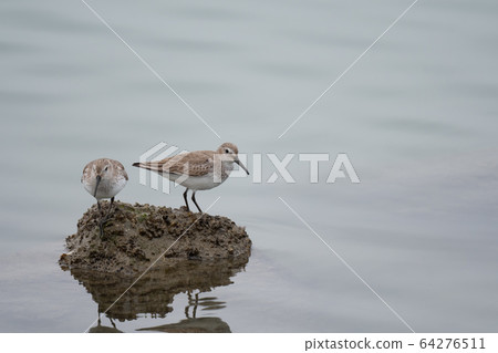 Sandpiper at the mouth of Yoshino River Sandpiper at the mouth of Yoshino River 64276511
