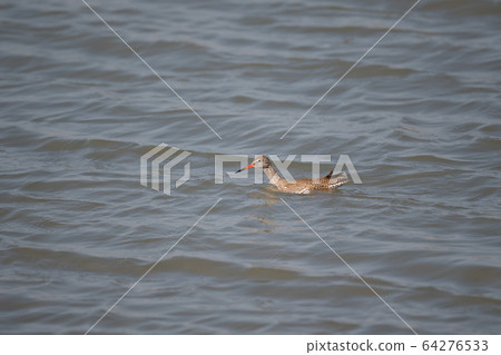 Red-footed sandpipers swimming in the Yoshino River 64276533