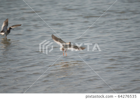 Red-footed sandpipers landing in water 64276535