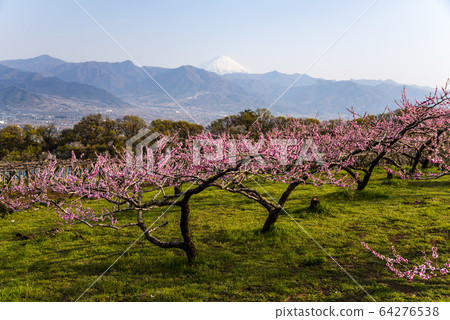Peach blossoms and Mount Fuji Peach blossoms and Mount Fuji 64276538