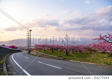 笛吹市三坂町桃花風景 64277044