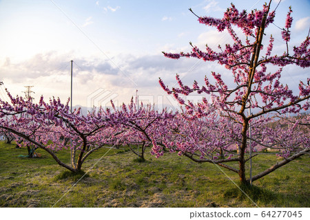Misaka Town, Fuefuki City Peach blossom scenery 64277045
