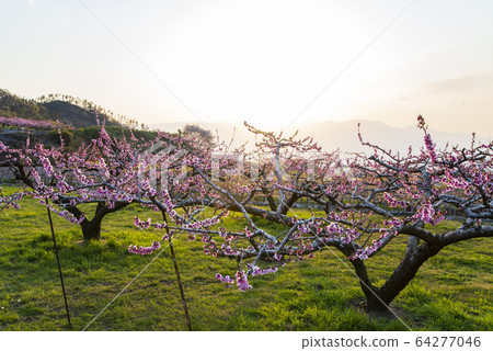 Misaka Town, Fuefuki City Peach blossom scenery 64277046