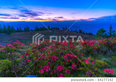Sunrise from Mt. Amari and rengetsutsuji [Yamanashi Prefecture] 64277142