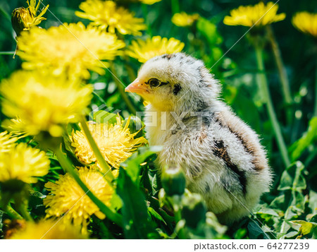 Close up newborn yellow chicken in warm tone and beak on the grass field on green background 64277239