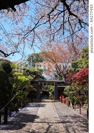 櫻花福建寺 64277493