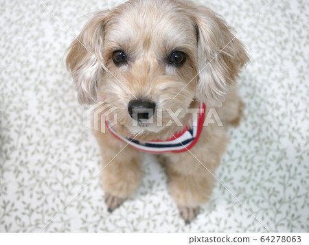 A cute small apricot dog that sits and looks at you [Malpu] 64278063
