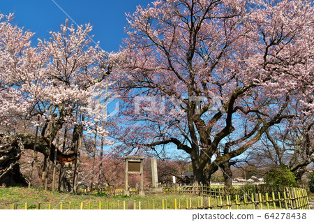 山高金台櫻花盛開 山高金台櫻花盛開 64278438