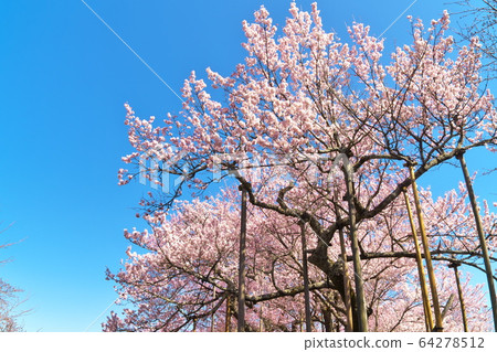 Yamataka Jindai cherry tree in full bloom Yamataka Jindai cherry tree in full bloom 64278512