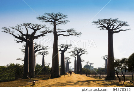Stunning view of Baobab Avenue with majestic silhouette of trees in foreground, Morondava, Madagascar 64278555