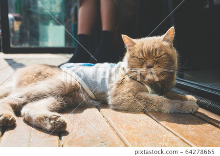 貓在一天中午睡 貓在一天中午睡 64278665