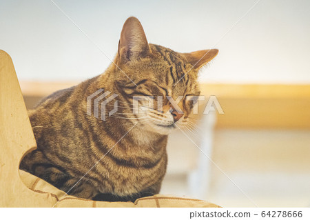 打zing貓 打zing貓 64278666