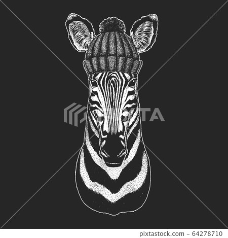 Zebra portrait. Winter knitted hat. Head of wild animal. Zebra portrait. Winter knitted hat. Head of wild animal. 64278710