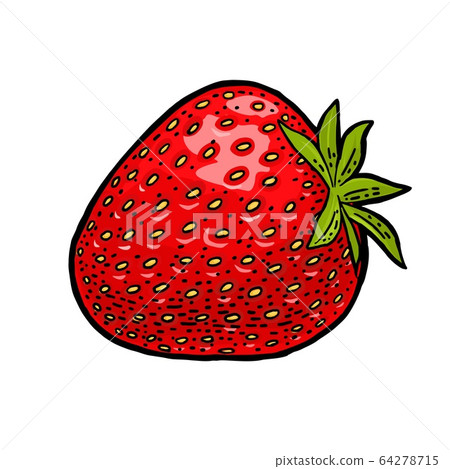 Whole strawberry. Engraving vintage vector color illustration. Whole strawberry. Engraving vintage vector color illustration. 64278715