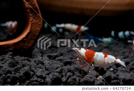 Red bee dwarf shrimp stay on aquatic soil and look to left side in fresh water aquarium tank Red bee dwarf shrimp stay on aquatic soil and look to left side in fresh water aquarium tank 64278724