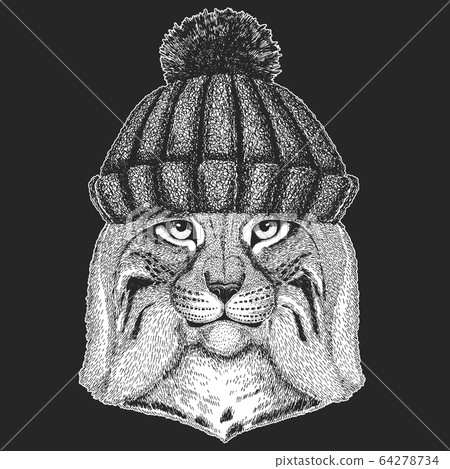 Lynx, bobcat, trot portrait. Winter knitted hat. Head of wild cat. Animal face. 64278734