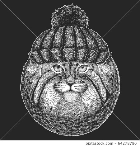 Pallas cat head. Winter knitted hat. Manul head. Wild cat portrait. 64278780