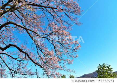 櫻花寺 櫻花寺 64278973