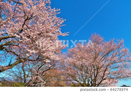 櫻花寺 64278974