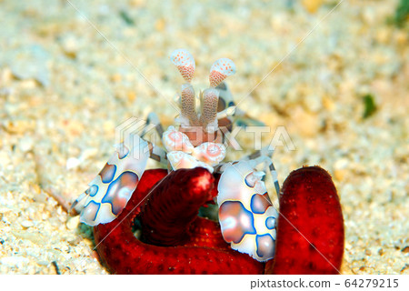 Horse deep-fried Horse deep-fried 64279215