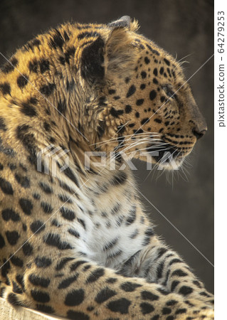 Leopard looking ahead 64279253