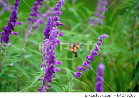 Hoshihojak161008pm1: 59 64279266