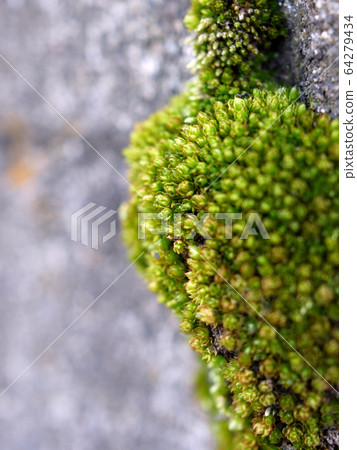 Moss on the wall, close-up 64279434