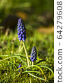 Muscari flowers blooming in spring field 64279608