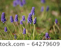 Muscari flowers blooming in spring field 64279609