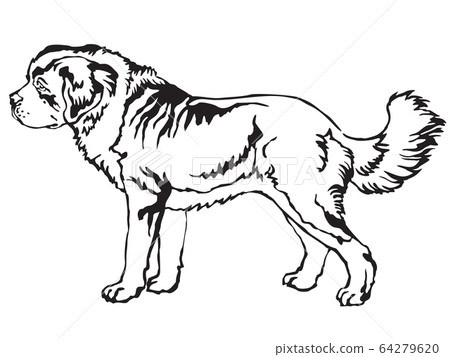 Decorative standing portrait of  St. Bernard Dog 64279620