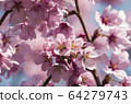 Cherry blossom villa 64279743