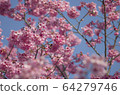 Cherry blossoms in full bloom blooming in the blue sky 64279746