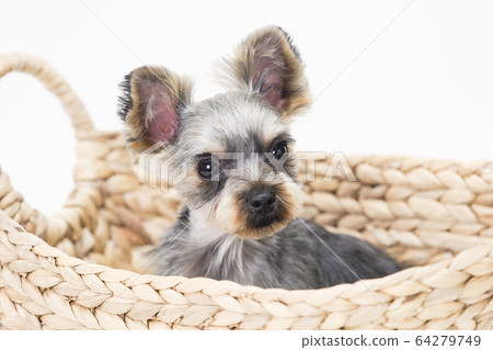 約克夏犬進入籃筐 約克夏犬進入籃筐 64279749