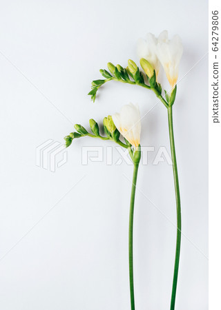 Floral background. Freesia flowers on a white background. 64279806