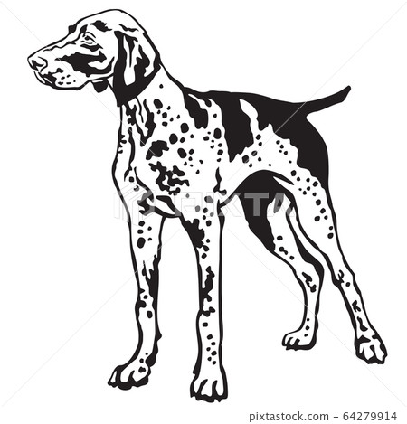 Decorative standing portrait of German Shorthaired 64279914