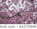 Bulbul perching on cherry blossom 64279946