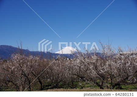 Ume and Mt. Fuji Location: Soga (Odawara City, Kanagawa Prefecture) Ume and Mt. Fuji Location: Soga (Odawara City, Kanagawa Prefecture) 64280131