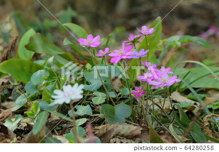 Pink snow grass Pink snow grass 64280258