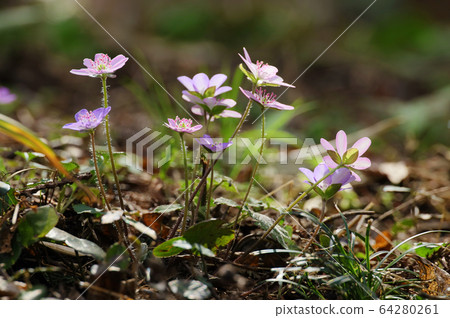 Pink snow grass Pink snow grass 64280261