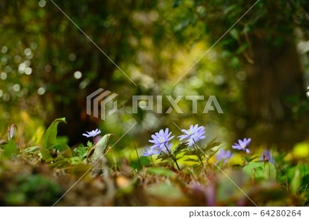 Chrysanthemums Chrysanthemums 64280264