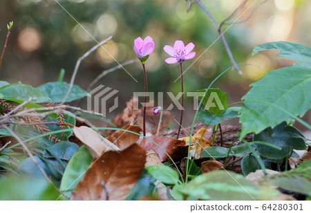 Pink snow grass Pink snow grass 64280301
