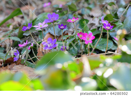 Colorful snow grass Colorful snow grass 64280302