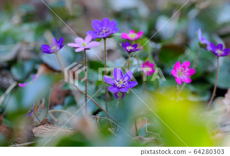  Colorful snow grass 64280303