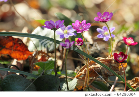 Colorful snow grass Colorful snow grass 64280304