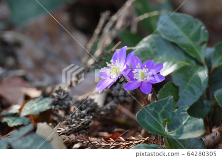 Light purple snowflakes Light purple snowflakes 64280305