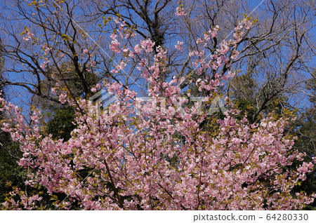 Cold cherry blossoms in full bloom Cold cherry blossoms in full bloom 64280330