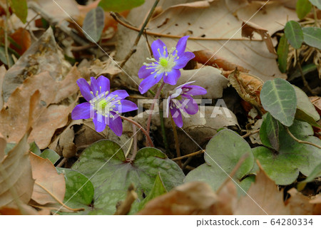 Purple snowgrass Purple snowgrass 64280334