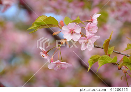 Okame cherry tree Okame cherry tree 64280335