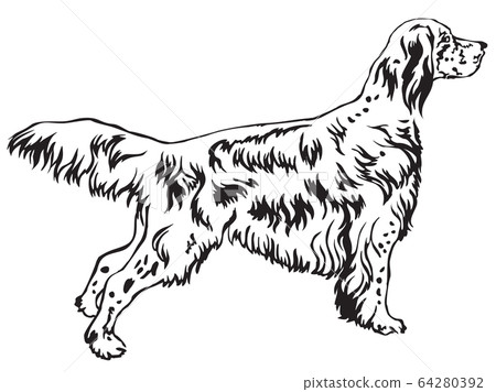 Decorative standing portrait of English Setter 64280392